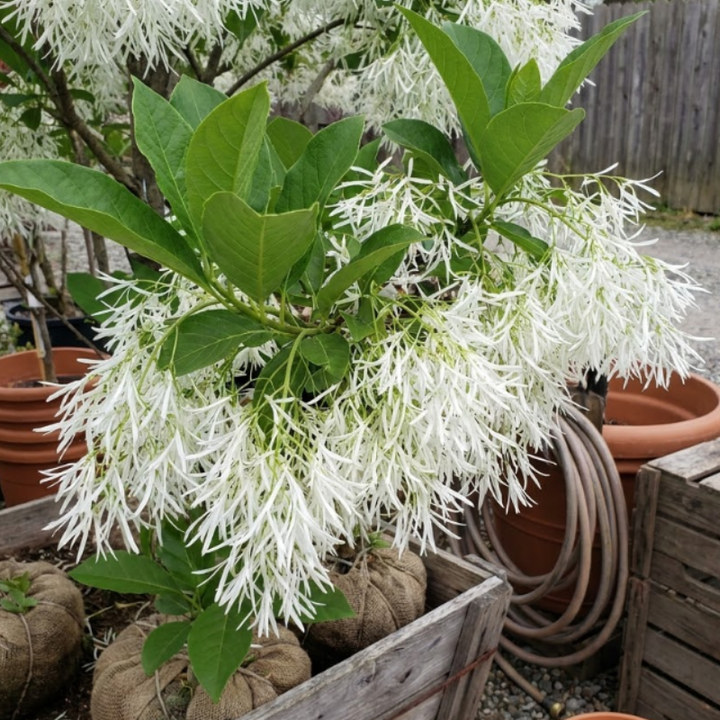 Fall Willow Flower Live Plant – 8–16 Inches Tall | White Flowering Perennial Tree