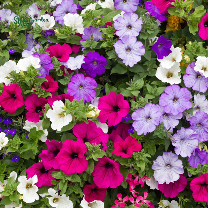 Dwarf Petunia Seed Mix | 250 Seeds