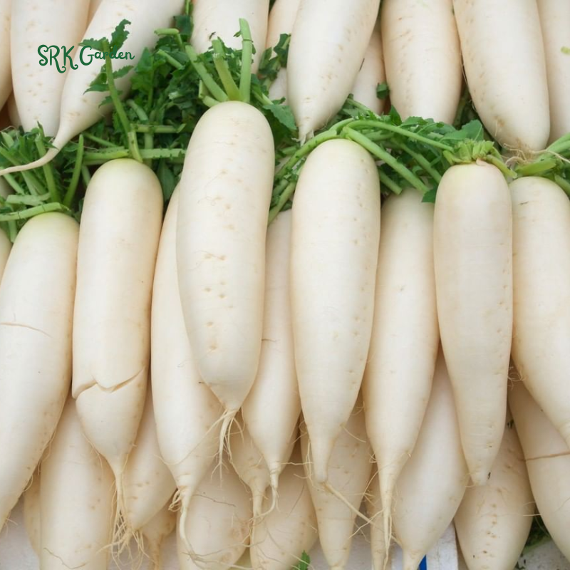 Radish Seeds - White Icicle | 200 Seeds