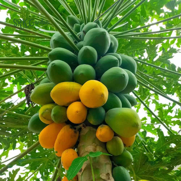 Dwarf Papaya Red Lady Live Tree Plant - Dwarf Tropical Fruit Starter |  Rooted in 3-Inch Pot
