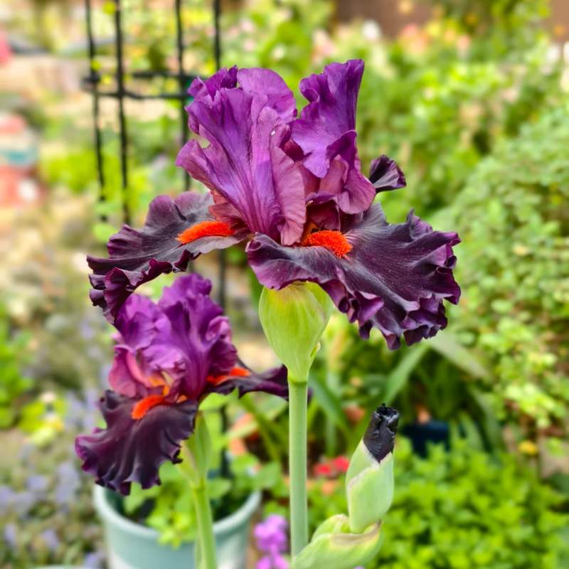 Bronze iris Colorful Mix Bulbs in Spring to Fall, Full Sun Low Maintenance