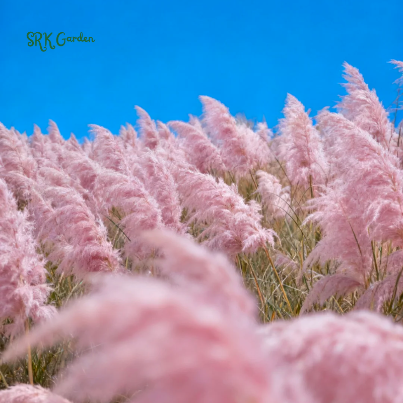 Pink Pampas / White Pampas Grass Seeds | 100 Seeds
