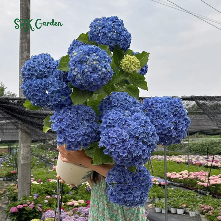 Hydrangea Flower Seeds Pack 100 Seeds