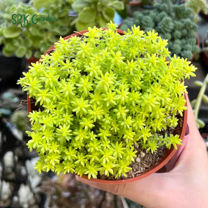 Sedum Tokyo Sun, Yellow Stonecrop, Rare Succulent