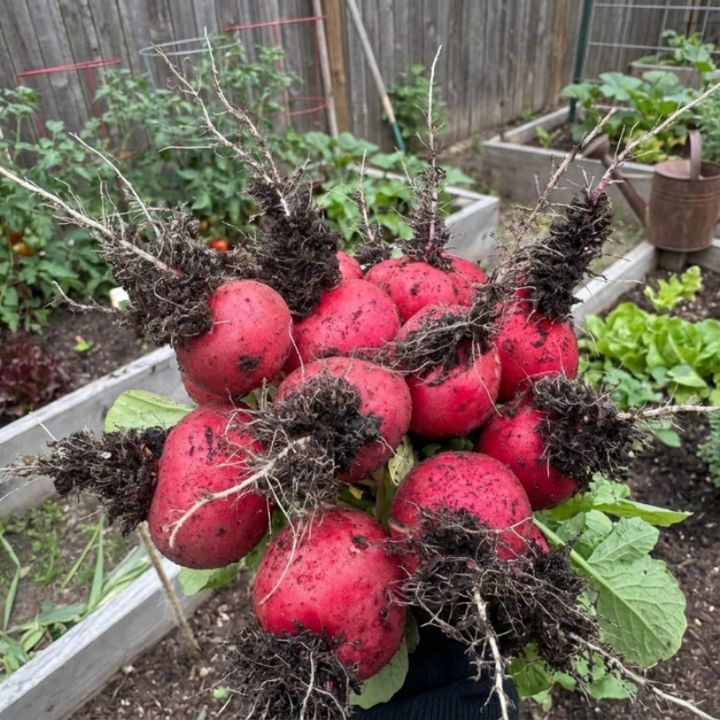 250+ Cherry Belle Radish Heirloom Seeds