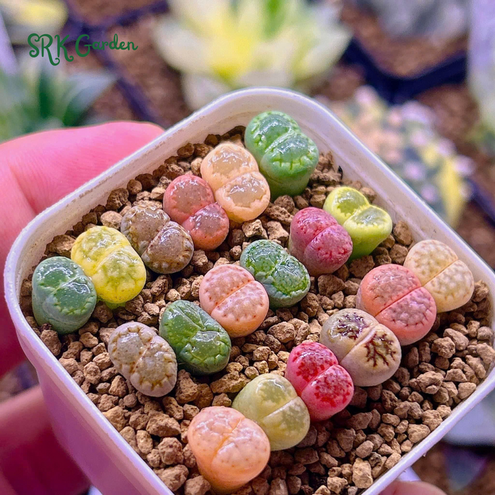 Pack of 10 Live Small Exotic Lithops Random Color 0.3" to 0.7" size
