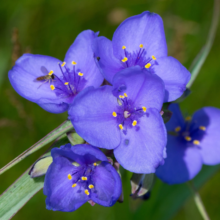 Ohio Spiderwort Seeds Tradescantia Ohiensis | 100 Seeds
