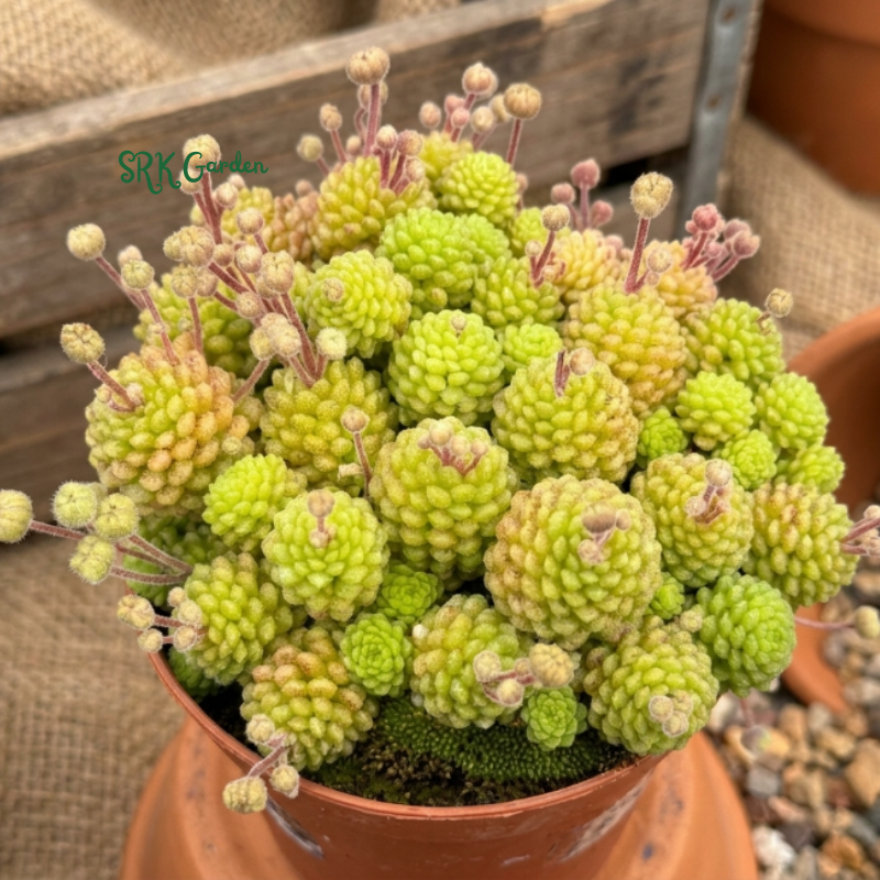 Monanthes Polyphylla, Miniature Succulent, Rare Plant in 3" pot