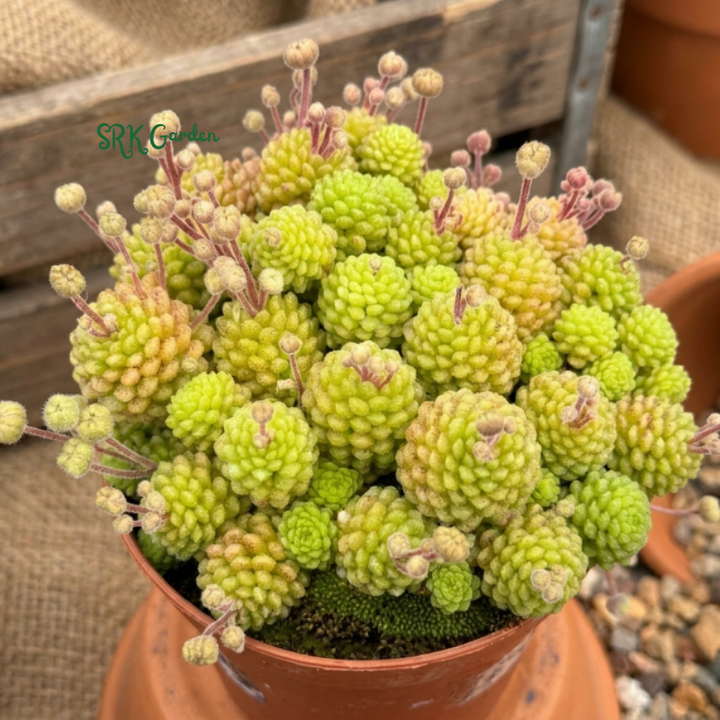Monanthes Polyphylla, Miniature Succulent, Rare Plant in 3" pot