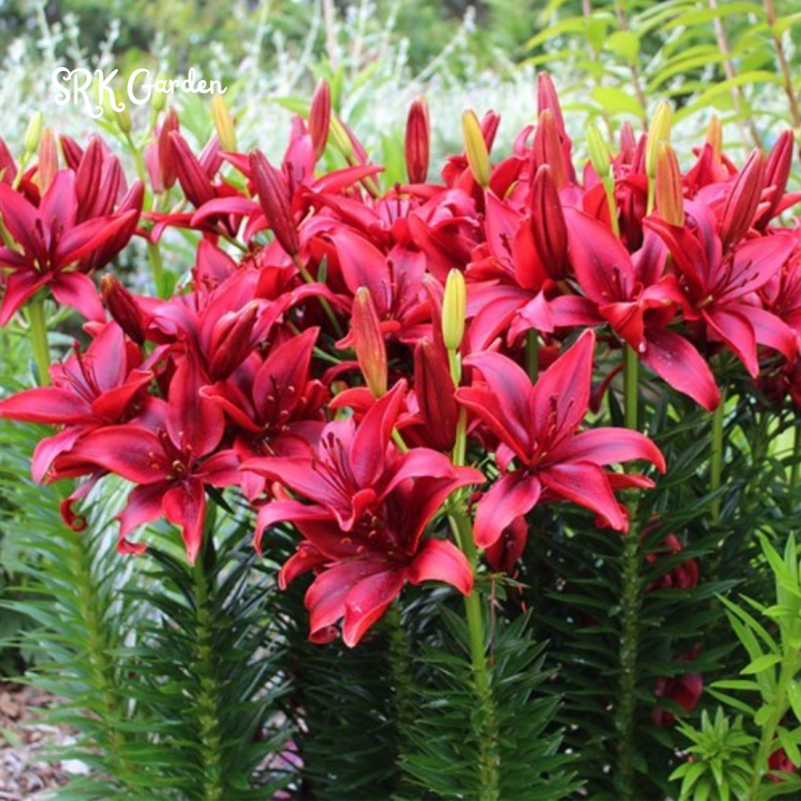 Lily, Ducati Asiatic Lily Bulbs | Sweet Fragance, Large Bloom 1 Bulbs