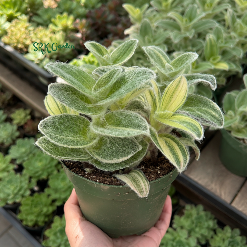 White Velvet, Cobweb Spiderwort, Pistachio, Tradescantia Sillamontana Variegata in 4" pot