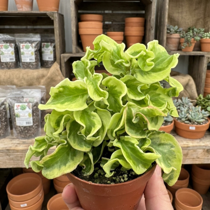 Curly Devil's Backbone, Variegated Succulent, Live Plant in 2.5" pot