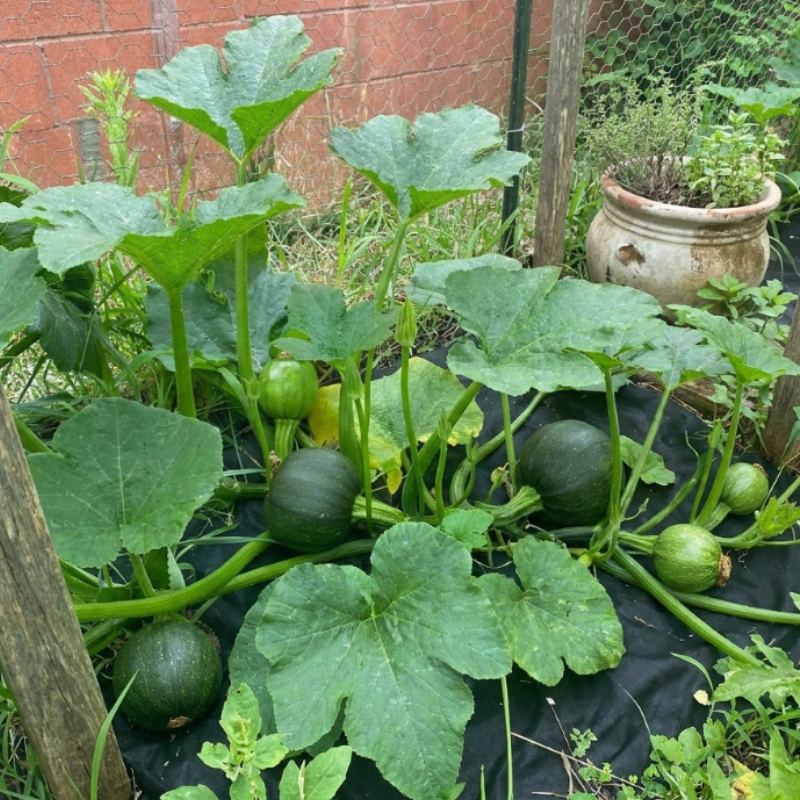 Round Zucchini Seeds