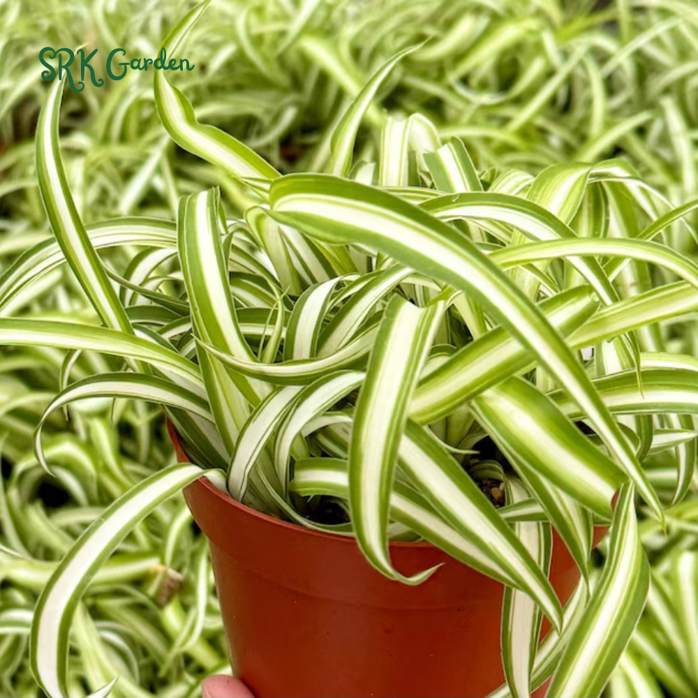 Curly Spider Plant "Bonnie", Chlorophytum Comosum, Indoor Plant, Live Plant in 4" pot