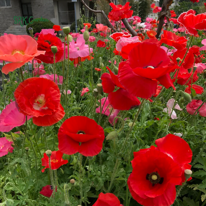 RED CORN POPPY FLOWER SEEDS