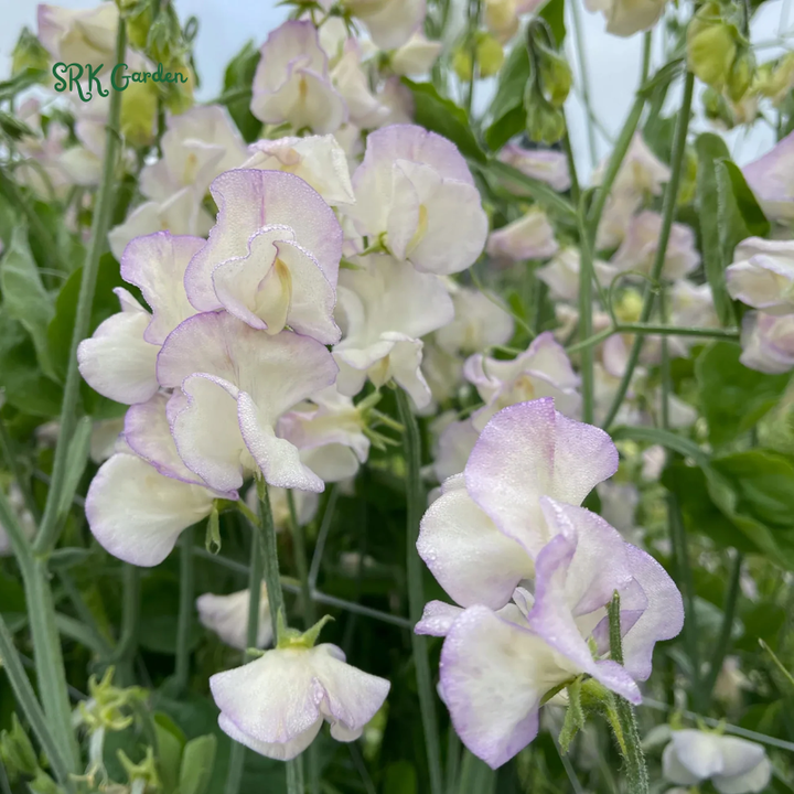 High Scent Sweet Pea Seeds | 20 Seeds