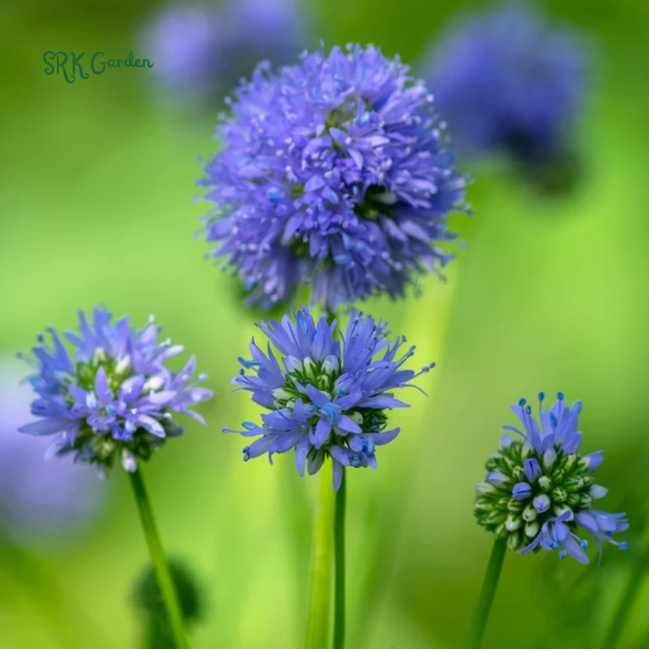 Globe Gilia Seeds for planting | Blue Sea
