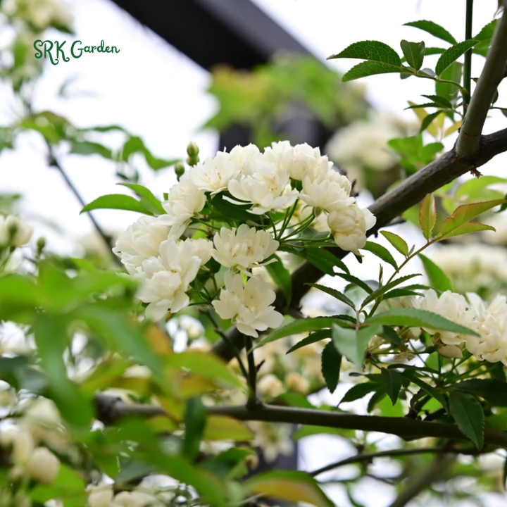 White Lady Banks Climbing Rose - Size 4 Inch Pot