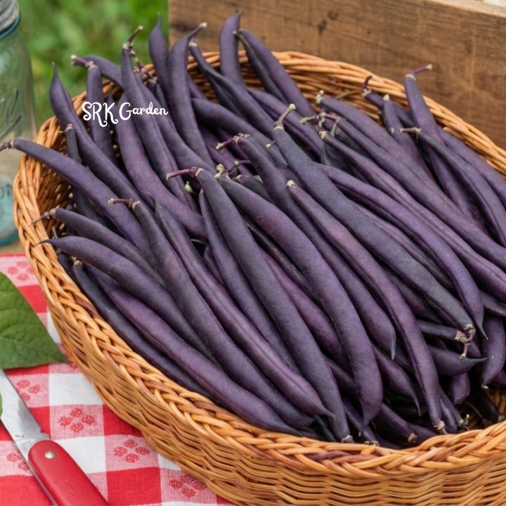 50+ Royal Burgundy Bush Bean Seeds