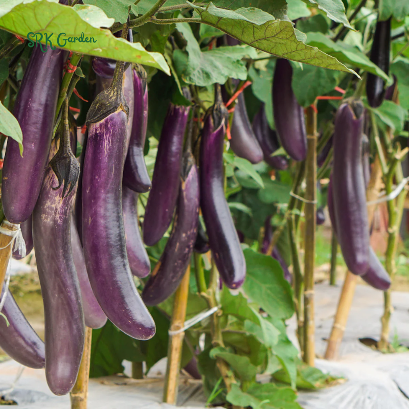 Eggplant Seeds - Purple Shine - Hybrid | 50 Seeds