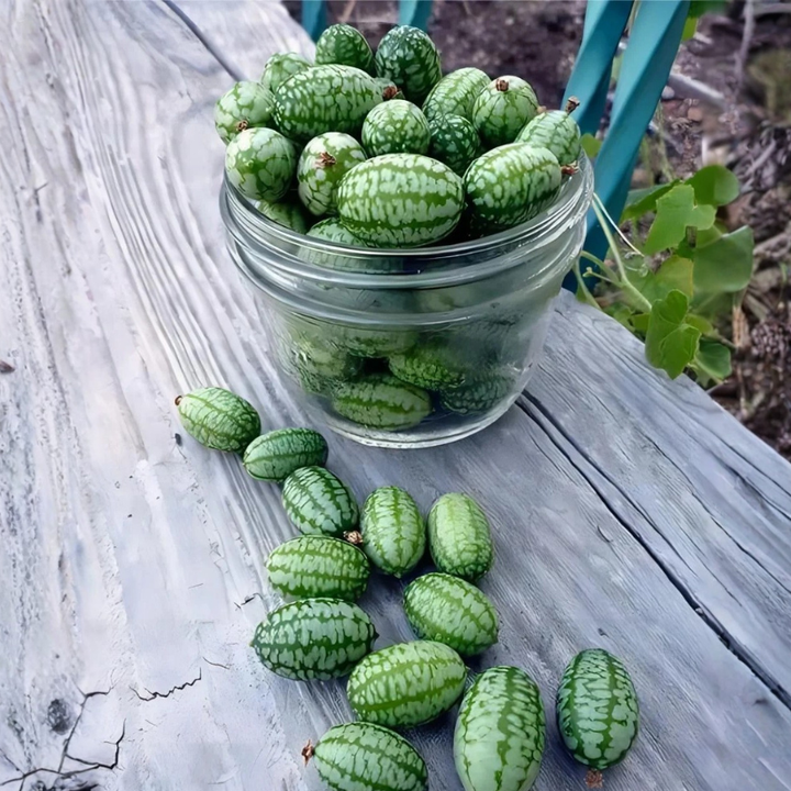 10+ Cucamelon Mouse Melon Seeds