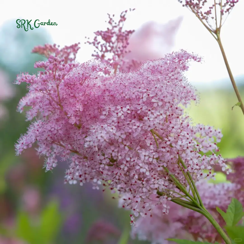 Queen of the Prairie Seeds | 25 Seeds