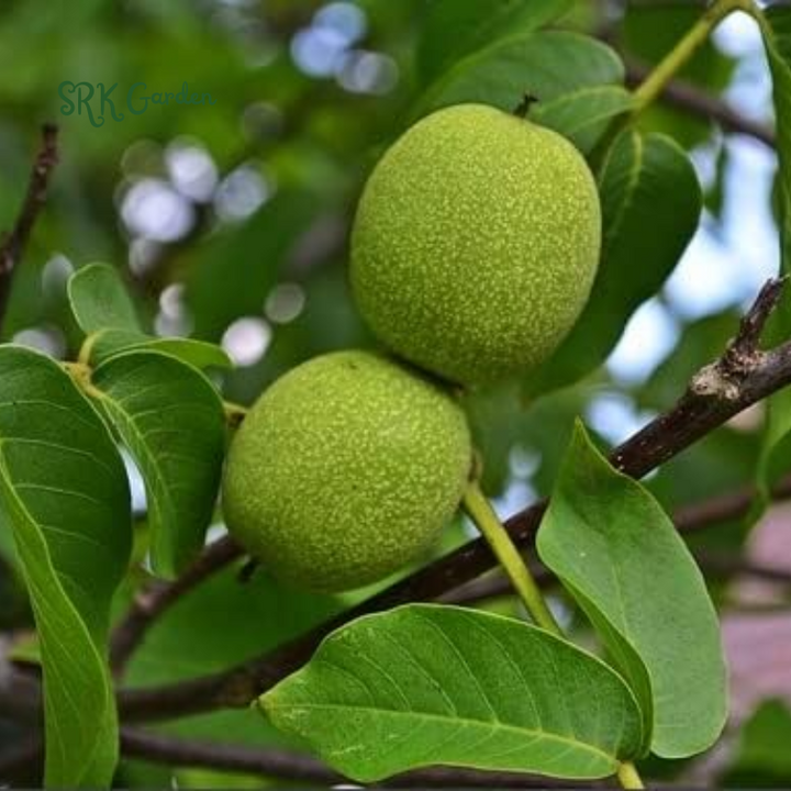 Black Walnut Tree Live Plant | Live Tree Seedling (1 Tree)