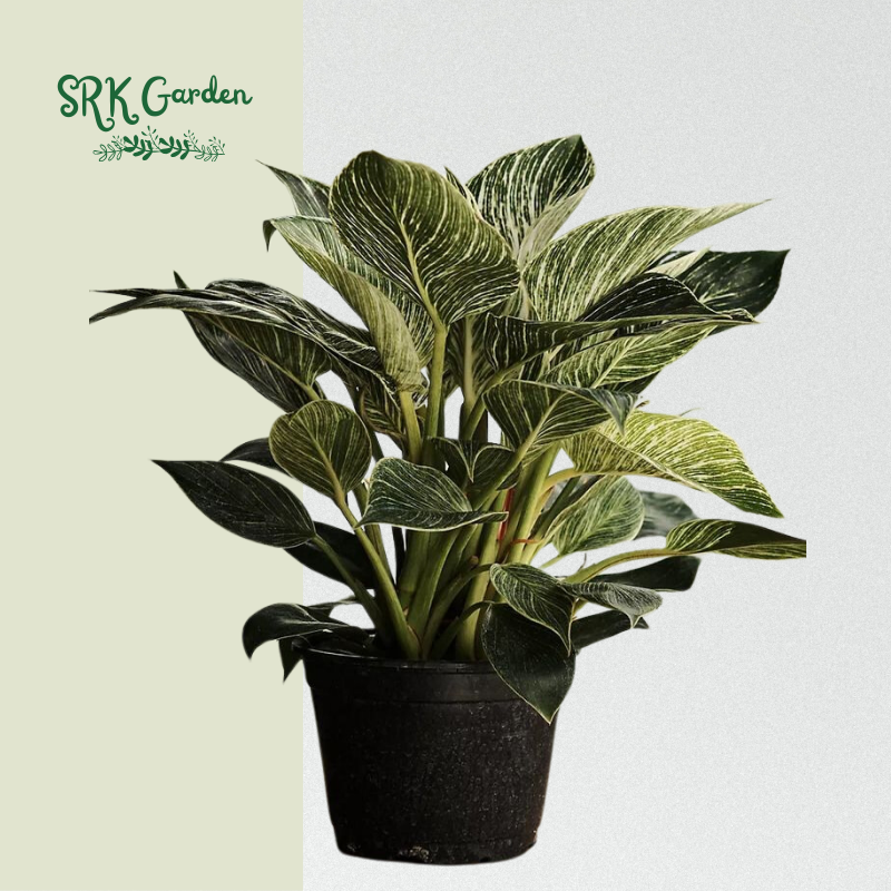 Philodendron Birkin Var - White wave - Live Plants 6" pot
