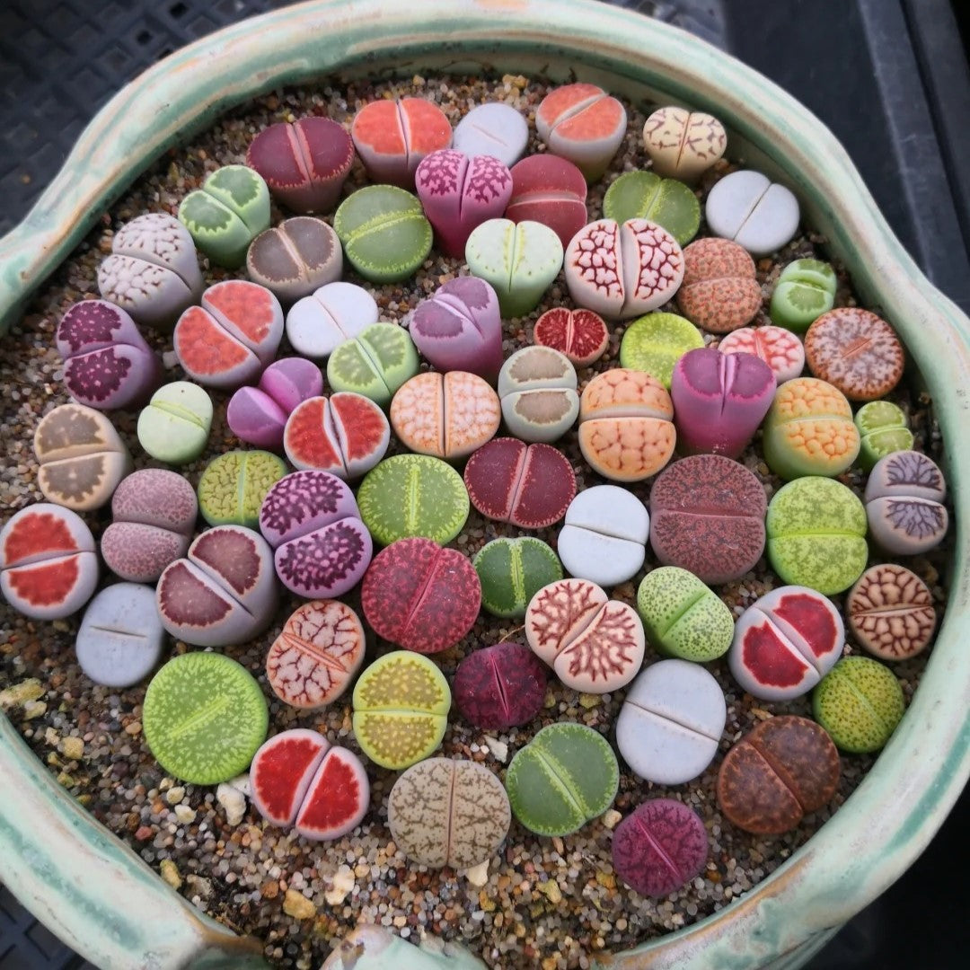 Lithops Live Small Exotic  Random Color Size 0.3" to 0.7"