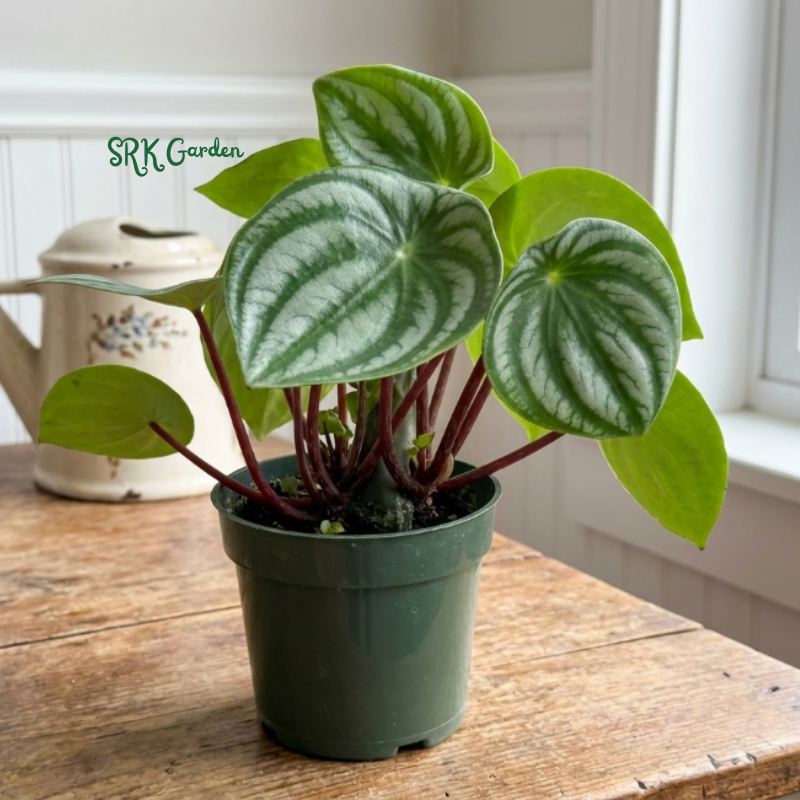 Peperomia Watermelon, Live Houseplant in 4" pot
