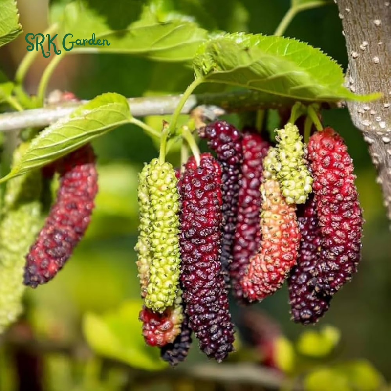 Dwarf Mulberry Plant Tree Everbearing Sweet Fruit in 4" Pot