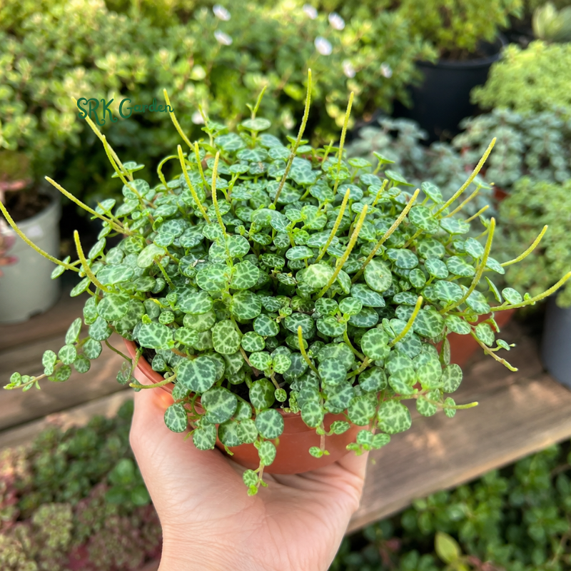 String of Turtles, Trailing Succulent, Hanging Plant, Home Decor Plant in 2.5", 4", 6'' Pot