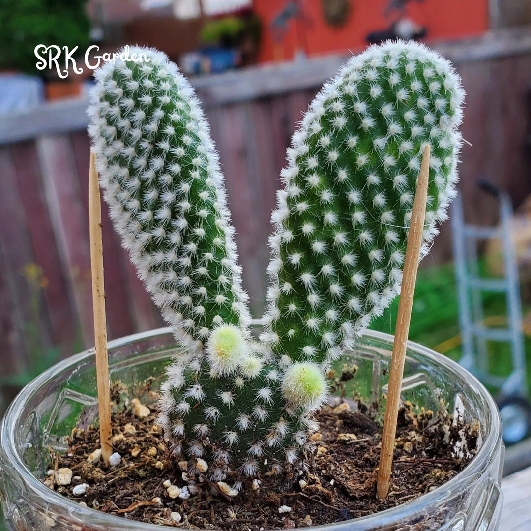 Bunny Ear Cactus, Opuntia Microdasys in 2", 4" pot