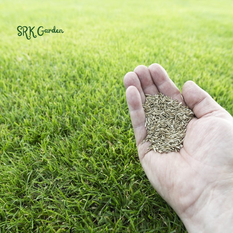 Fescue Penkoted Grass Seed 3 lb