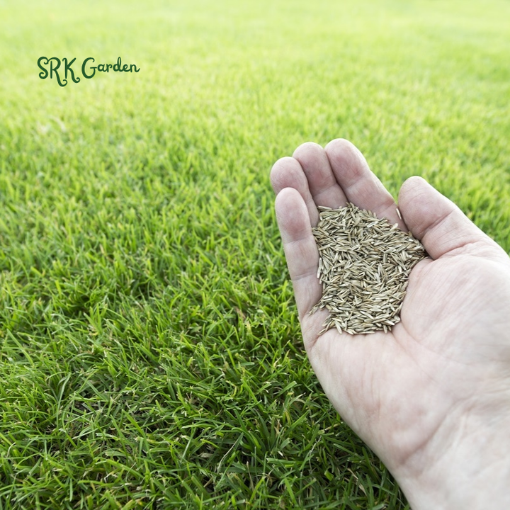 Fescue Penkoted Grass Seed 3 lb