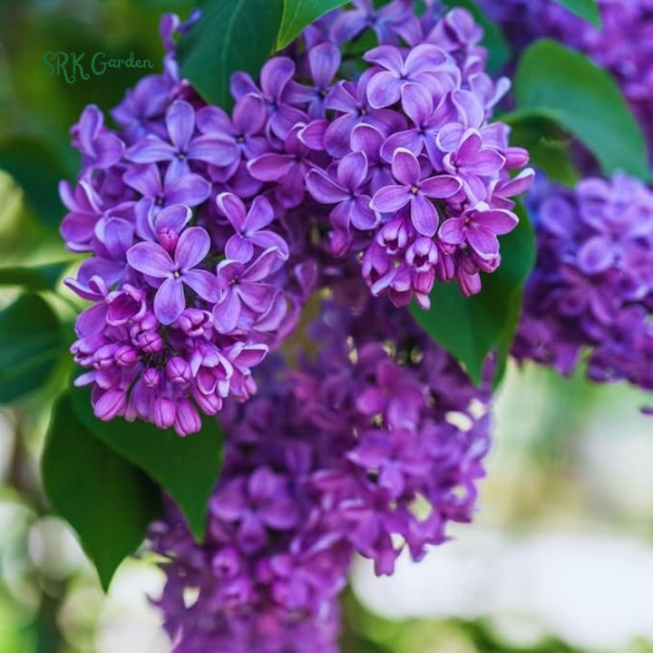 Spectacular Purple Lilac Potted Plant, 6-12" Tall