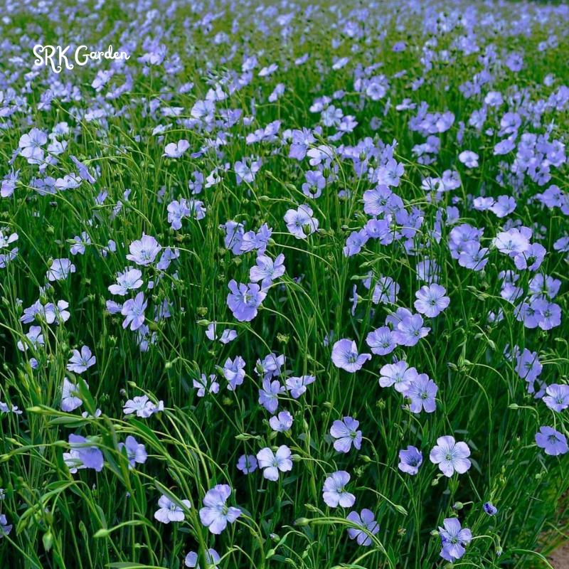 Blue Flax Seeds for Spring | 350 Seeds