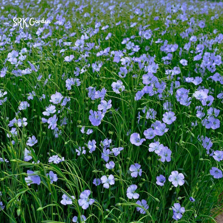 Blue Flax Seeds for Spring | 350 Seeds