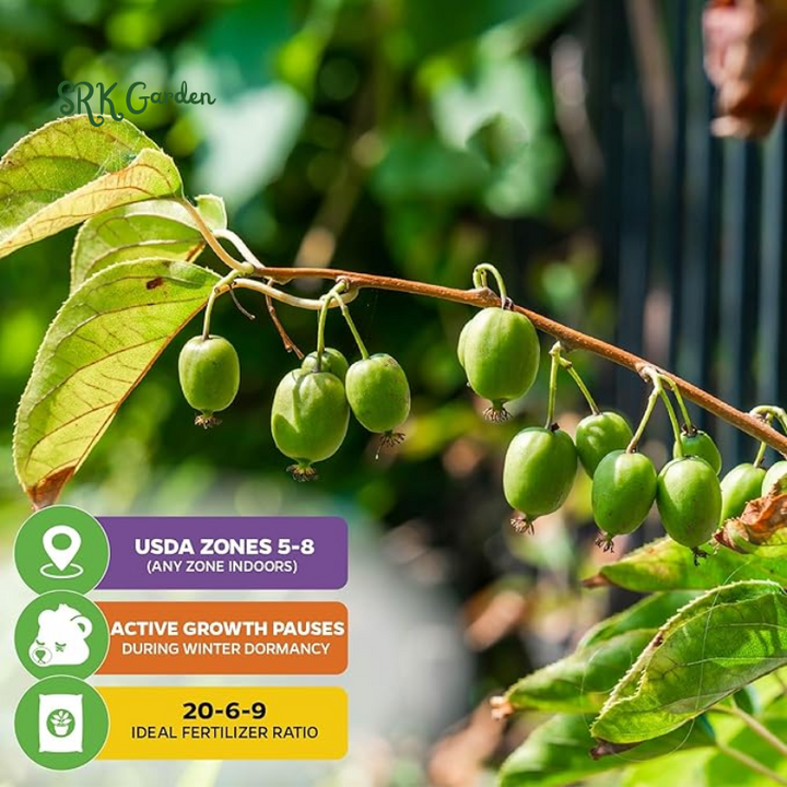 Hardy Kiwi Fruit Vine Live Plant -  Starter Plant
