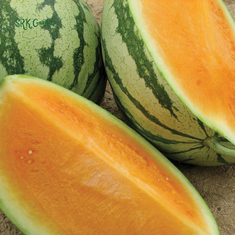 Organic Orange Tendersweet Watermelon | 15 Seeds