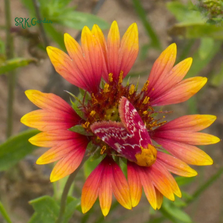 Blanket Flower Seeds, Gaillardia Aristata | 200 Seeds
