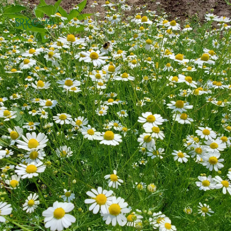 German Chamomile 3500 Seeds