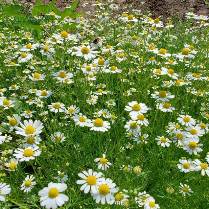 German Chamomile 3500 Seeds