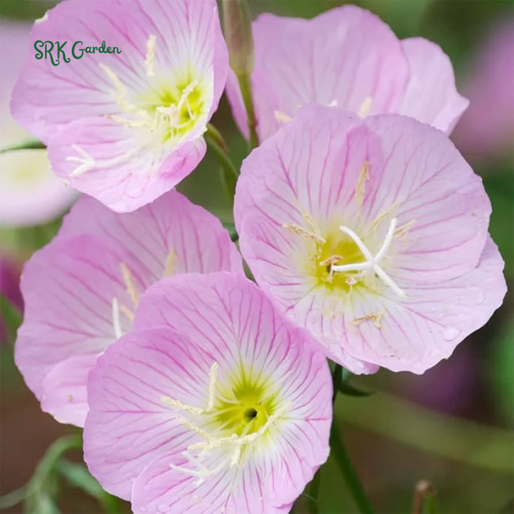 Showy Evening Primrose Seeds | 500 Seeds