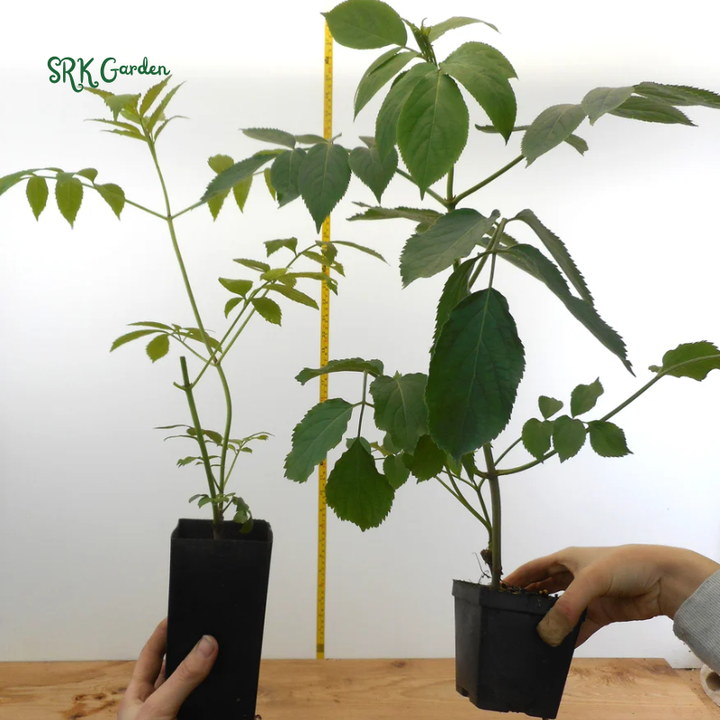 Elderberry Bush Plants Live, Black Elderberry Plant for Outdoor Garden, 5 to 9 Inch Tall