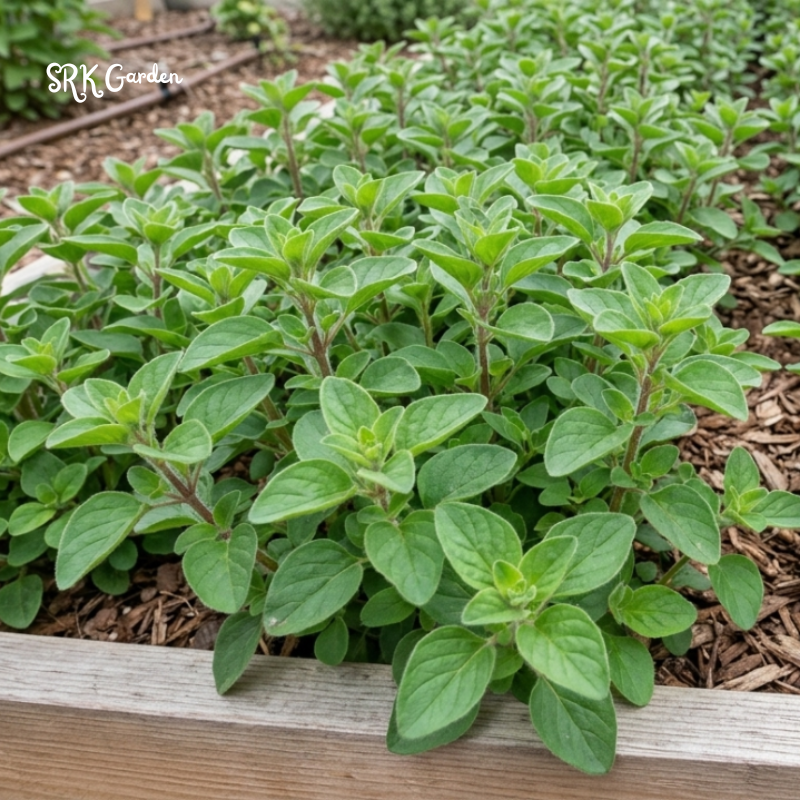 150+ Sweet Marjoram Seeds