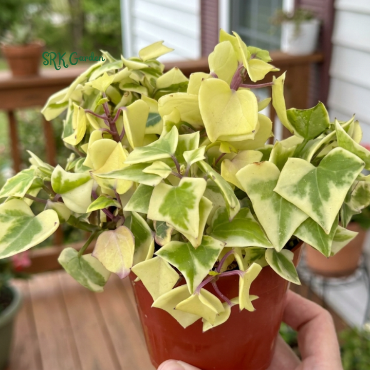Variegated Wax Ivy, Trailing Plant, Easy Care House Plant in 4", 6'' pot