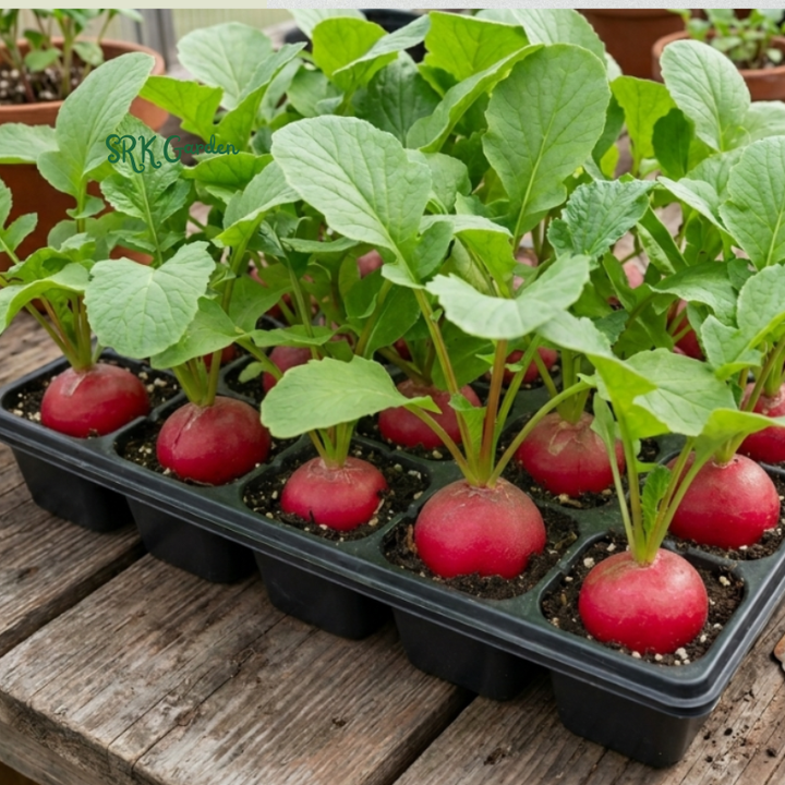 150+ Chioggia Beet Seeds
