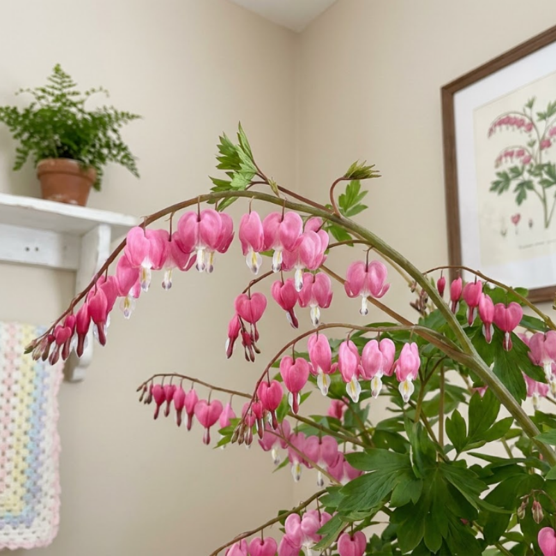 Pink Bleeding Heart Bare Root Perennial Plants – Heart Shaped Pink Blooms