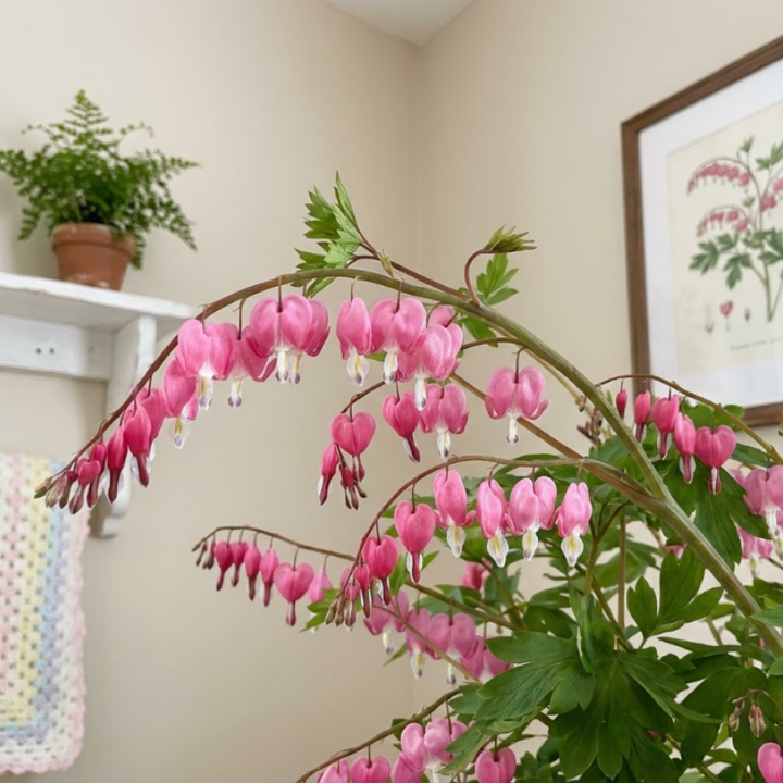 Pink Bleeding Heart Bare Root Perennial Plants – Heart Shaped Pink Blooms
